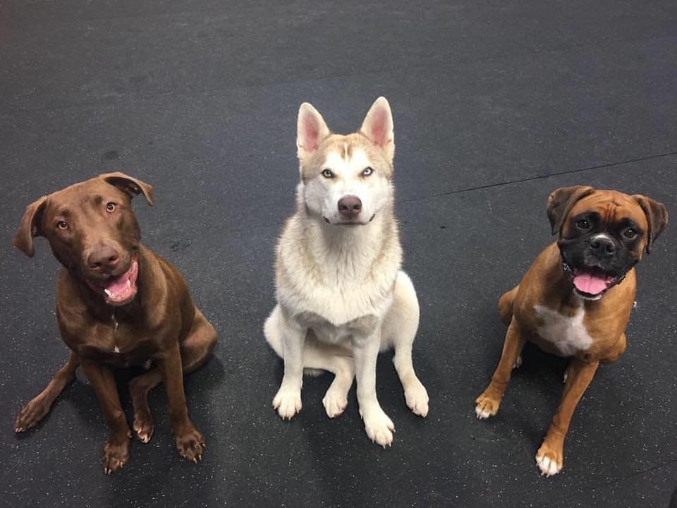 Dog Days