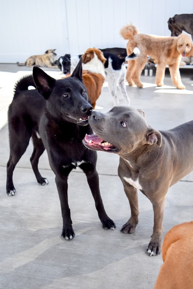 Dog Days San Diego photo 3