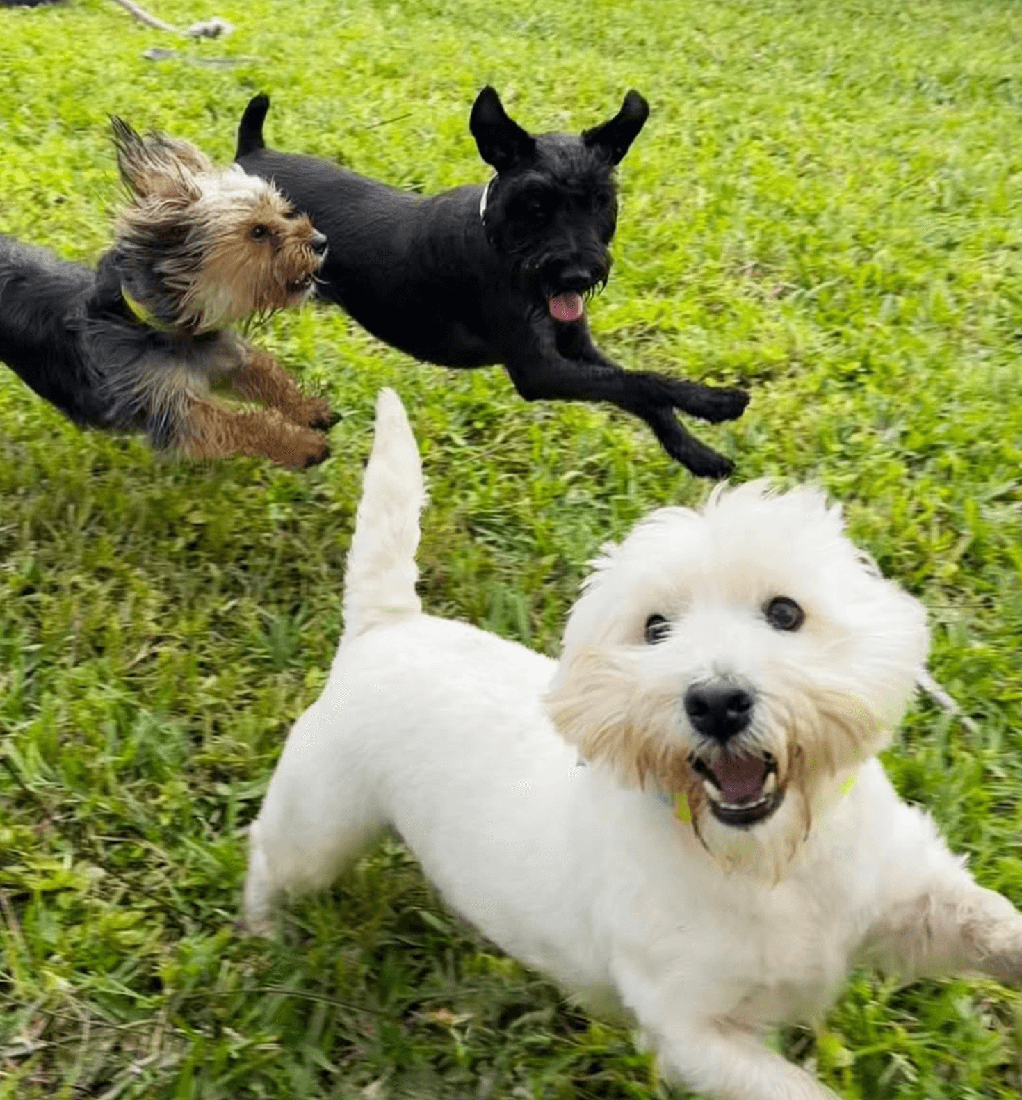 Dog Dude Ranch