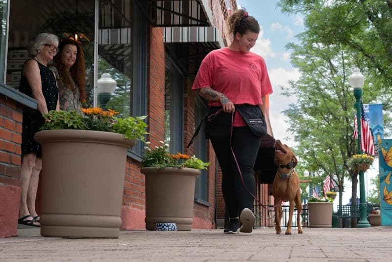Dog Dynamix | Dog Training | Dog Board and Train | Puppy Training photo 2