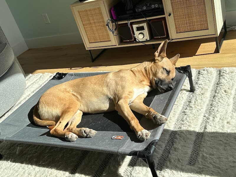 Dog Dynamix | Dog Training | Dog Board and Train | Puppy Training photo 4