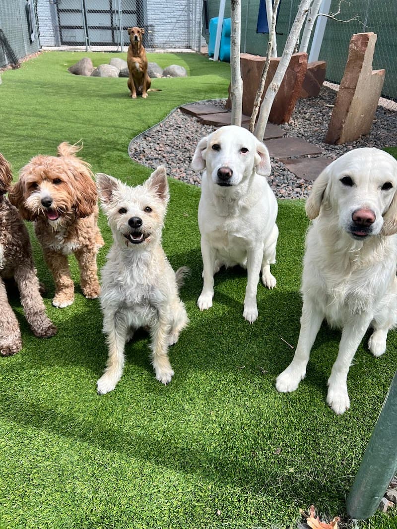 Dog House Denver photo 5