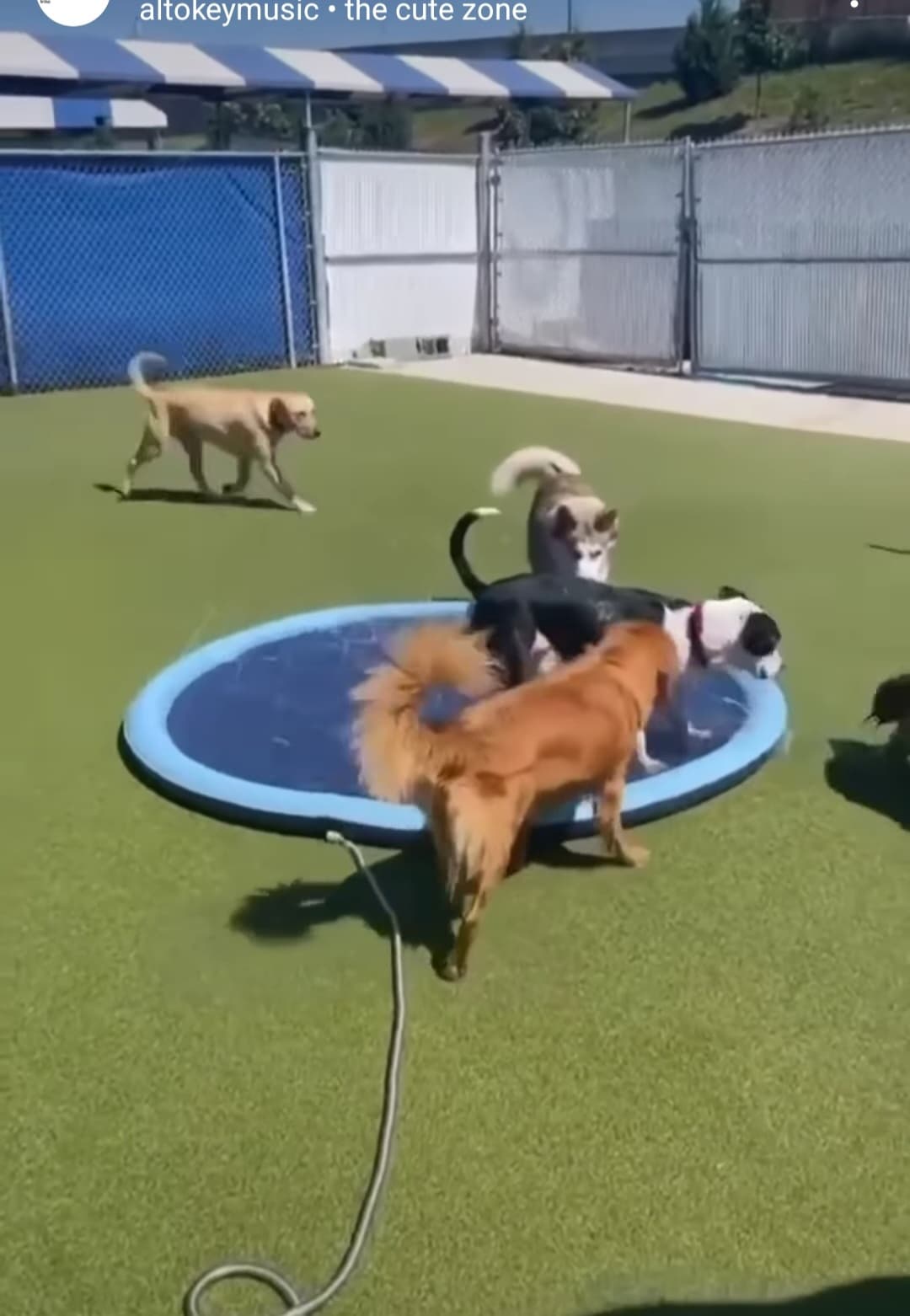 Dog-Ma