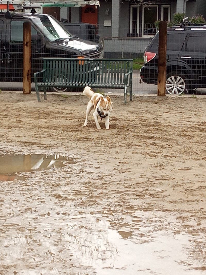 Dog Park photo 2