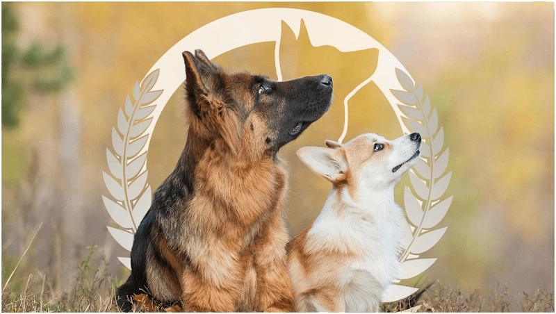 Dog Training Elite Hill Country
