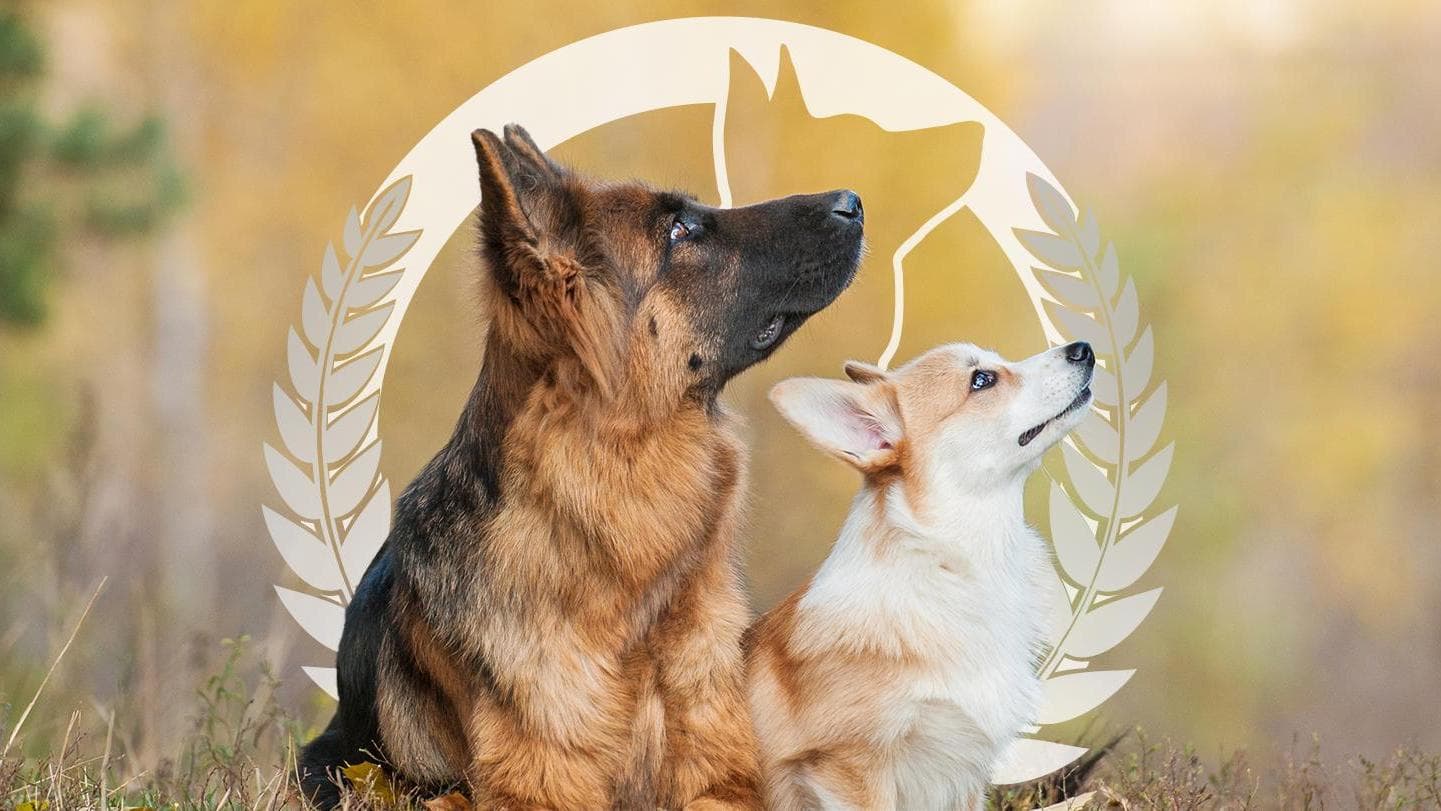 Dog Training Elite Orlando
