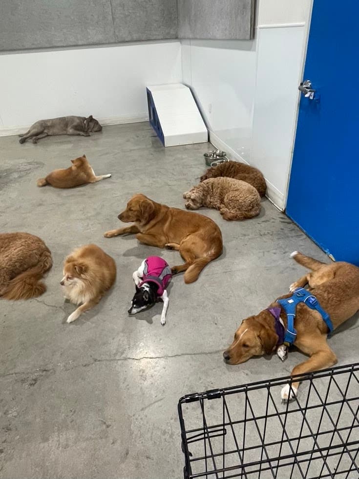 Dogdrop Dog Daycare Arts District DTLA