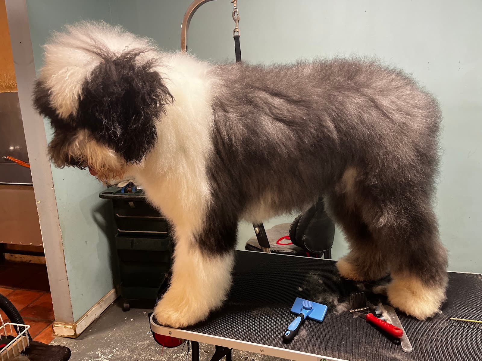 Doggie Style Grooming Salon