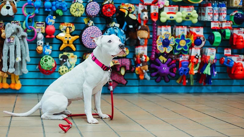 Doggie Style Pets Little Italy photo 2