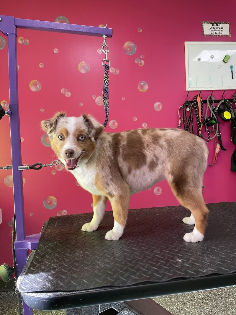 Doggy Style Salon photo 2