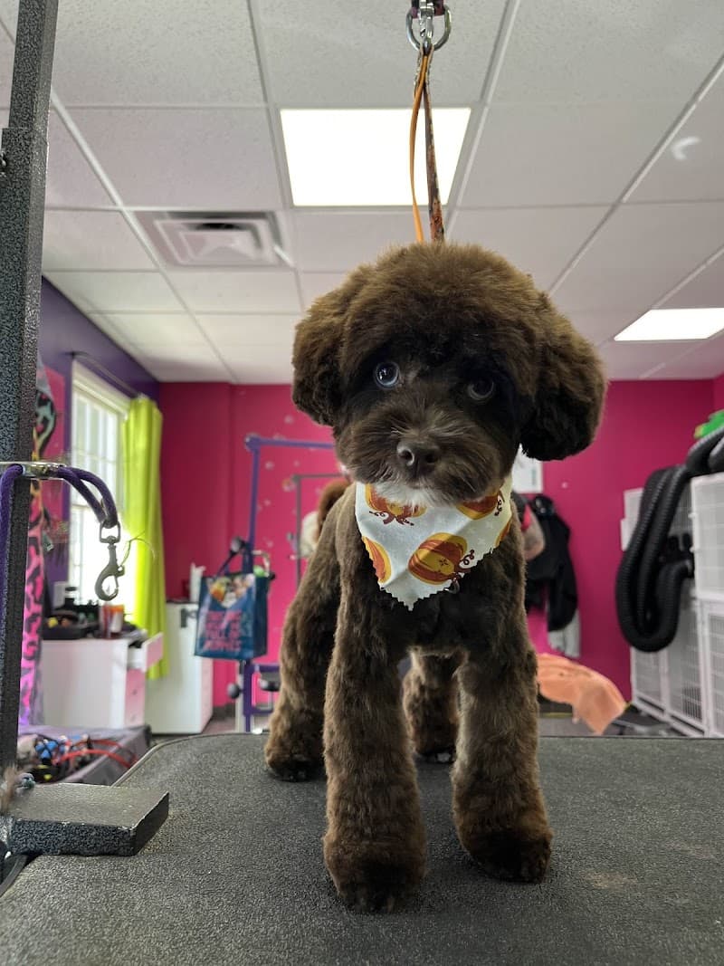 Doggy Style Salon photo 3