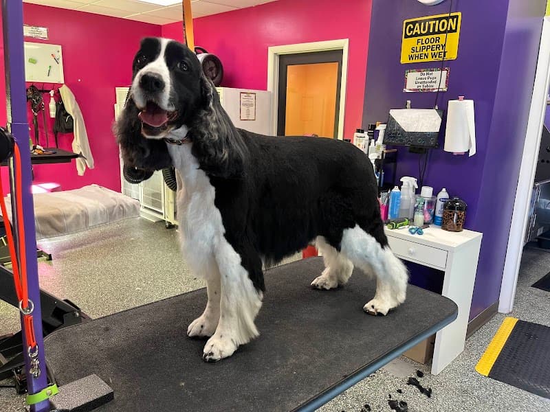 Doggy Style Salon photo 6