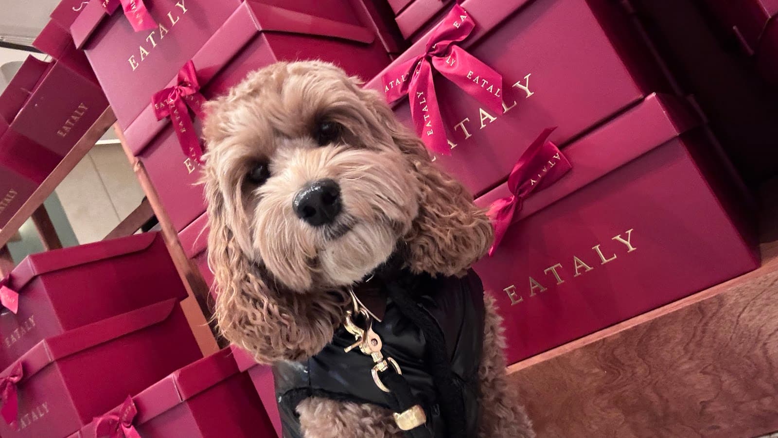 Dogs & and The city Behavioral Research
