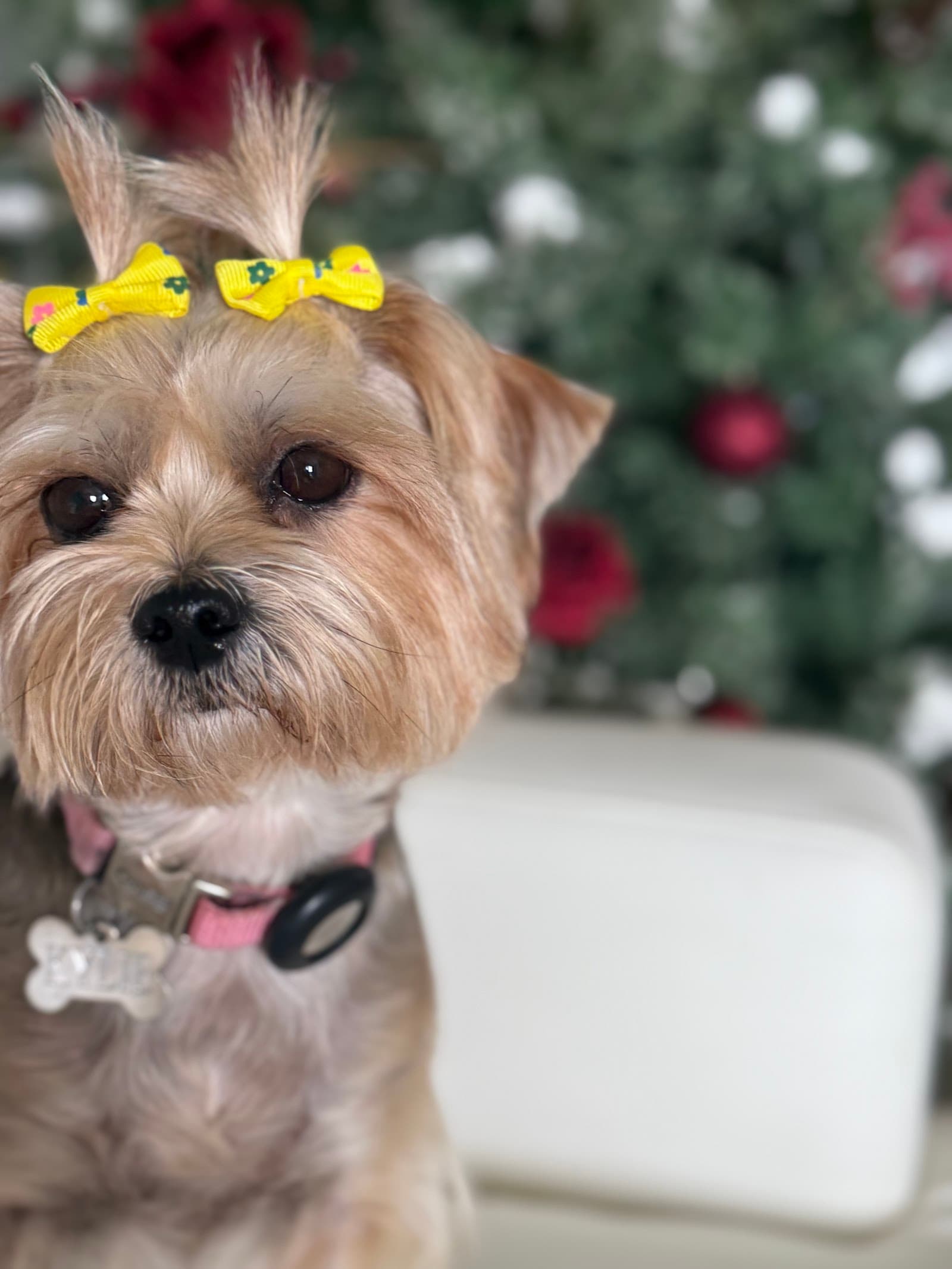 Dogs Mini Miami