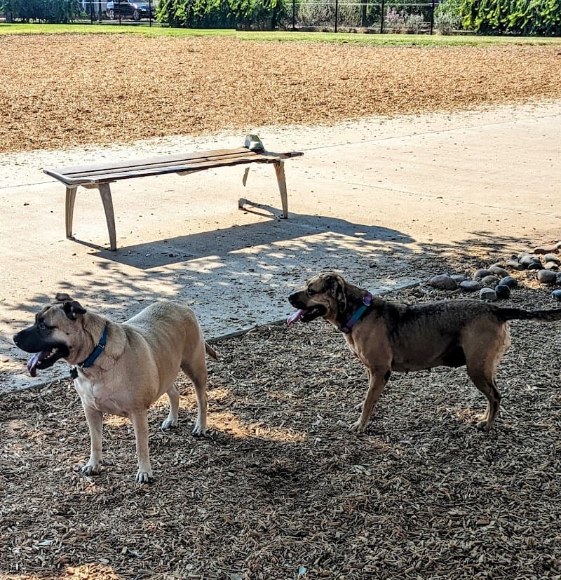 Domain Central Bark photo 3