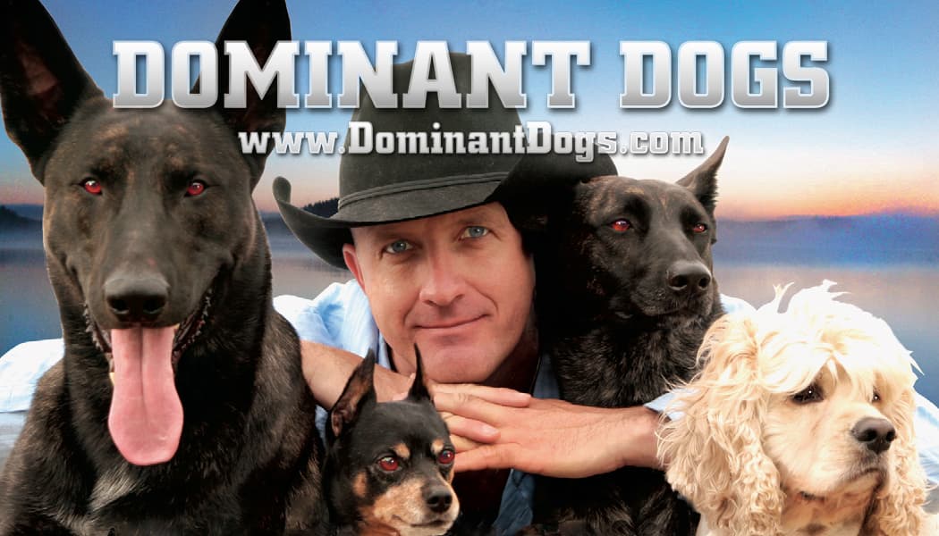 Dominant Dogs specializes in aggressive and fearful dog training in Santa Monica and Los Angeles