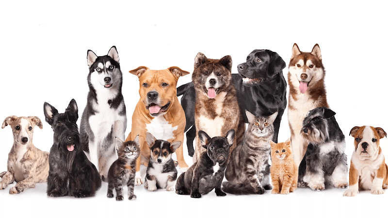 Doug King’s Pup Star Pet Salon