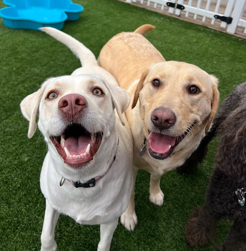 Down to Earth Dogs