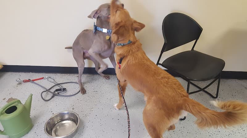 Downtown Animal Care Center photo 4
