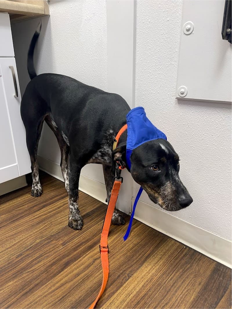 Downtown Animal Care Center photo 5
