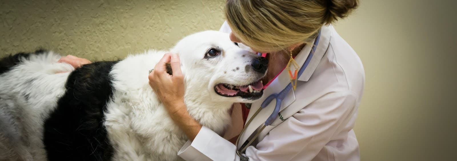 Downtown Pet Hospital