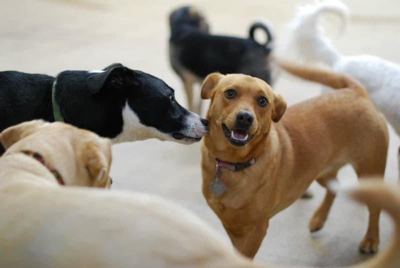 Woof Central