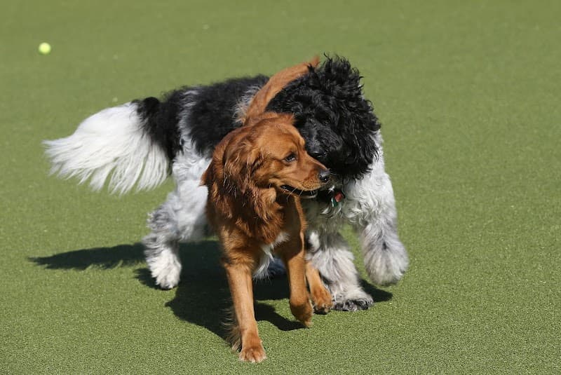Top Dog Country Club photo 3