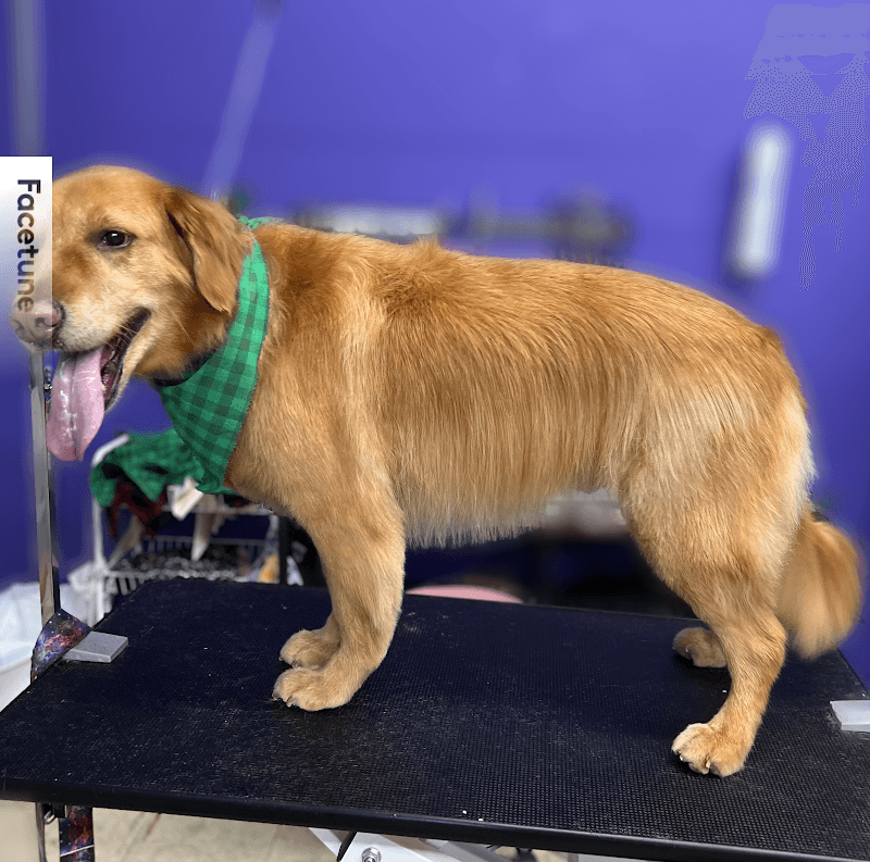 Pampered Pets Grooming Salon photo 2