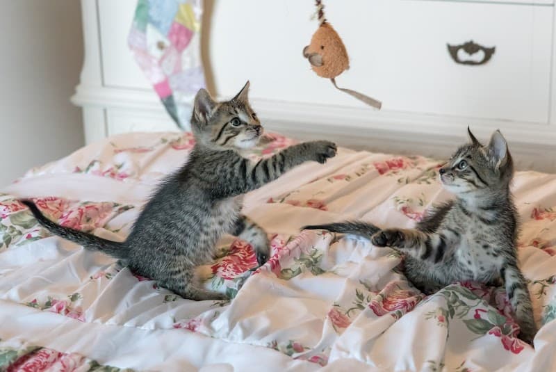 In-Home Pet Services