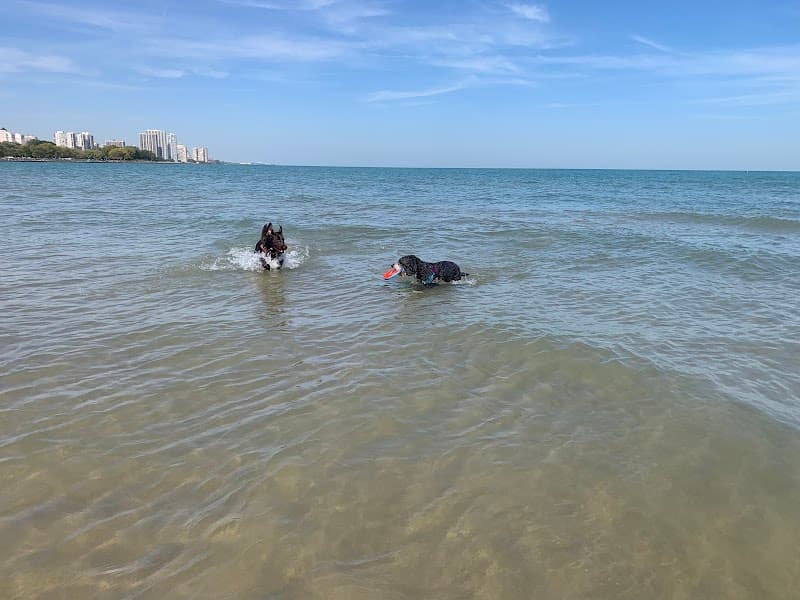 Montrose Dog Beach photo 2