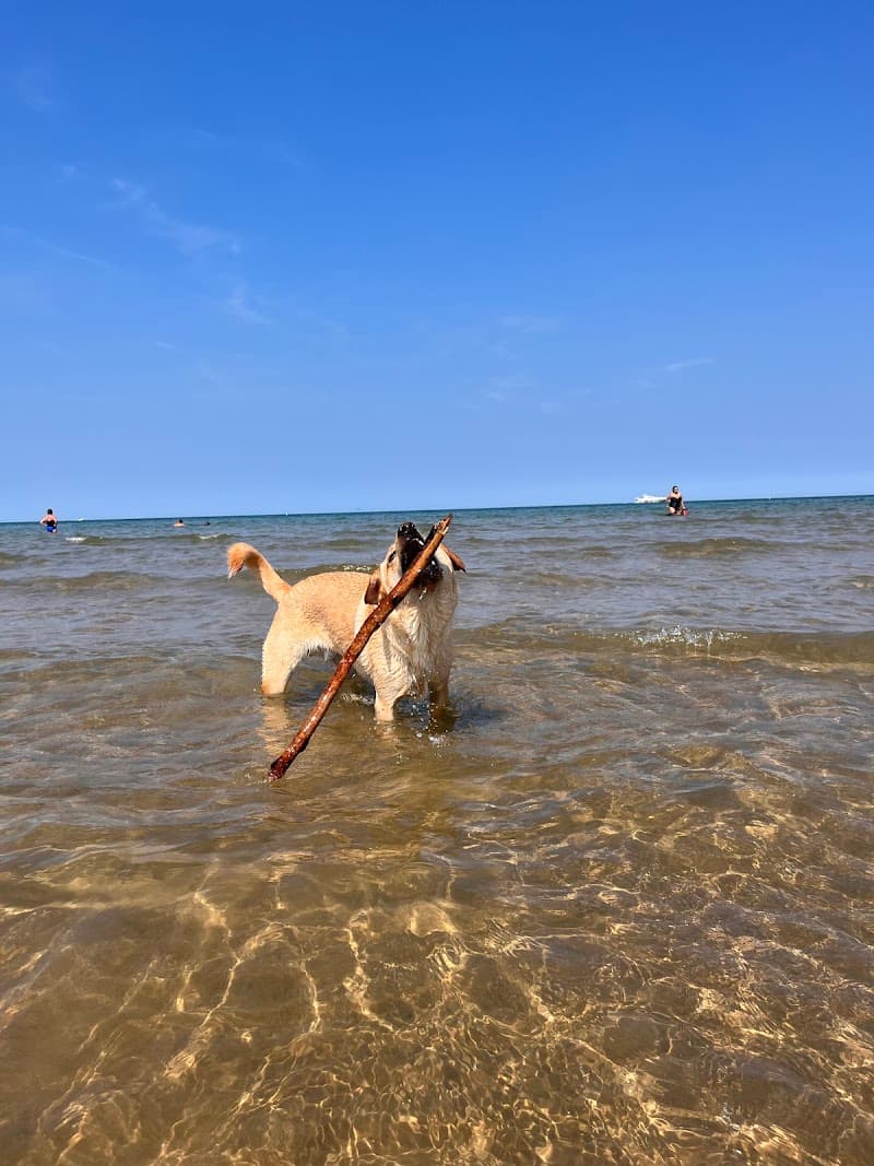 Montrose Dog Beach photo 3