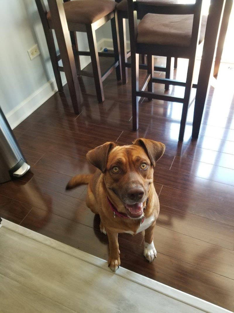 Tailchasers Pet Care photo 2