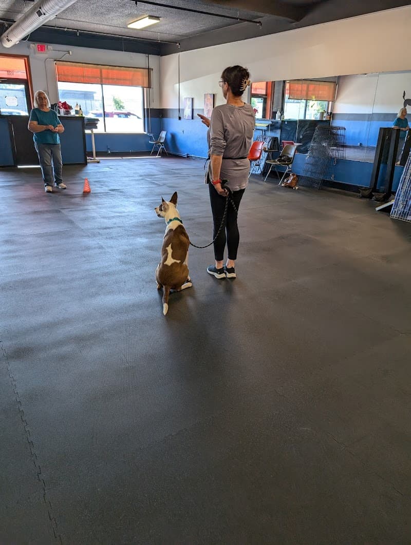 The Canine Coach