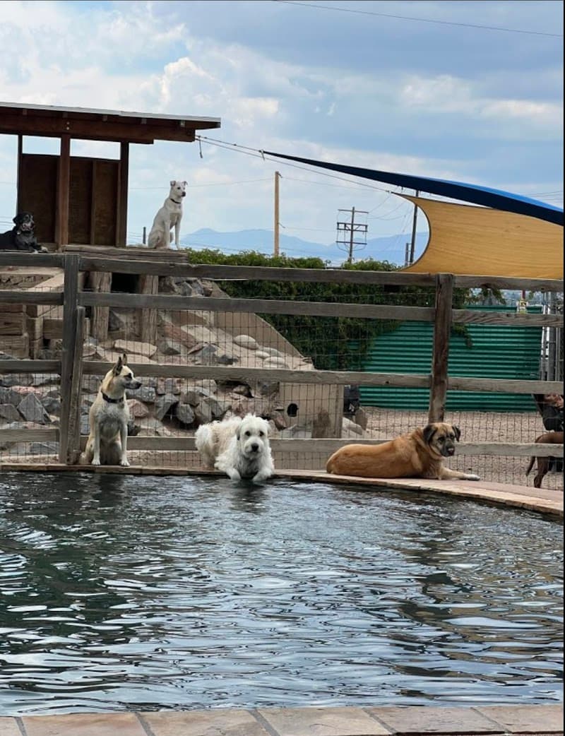 Earthdog Denver photo 2