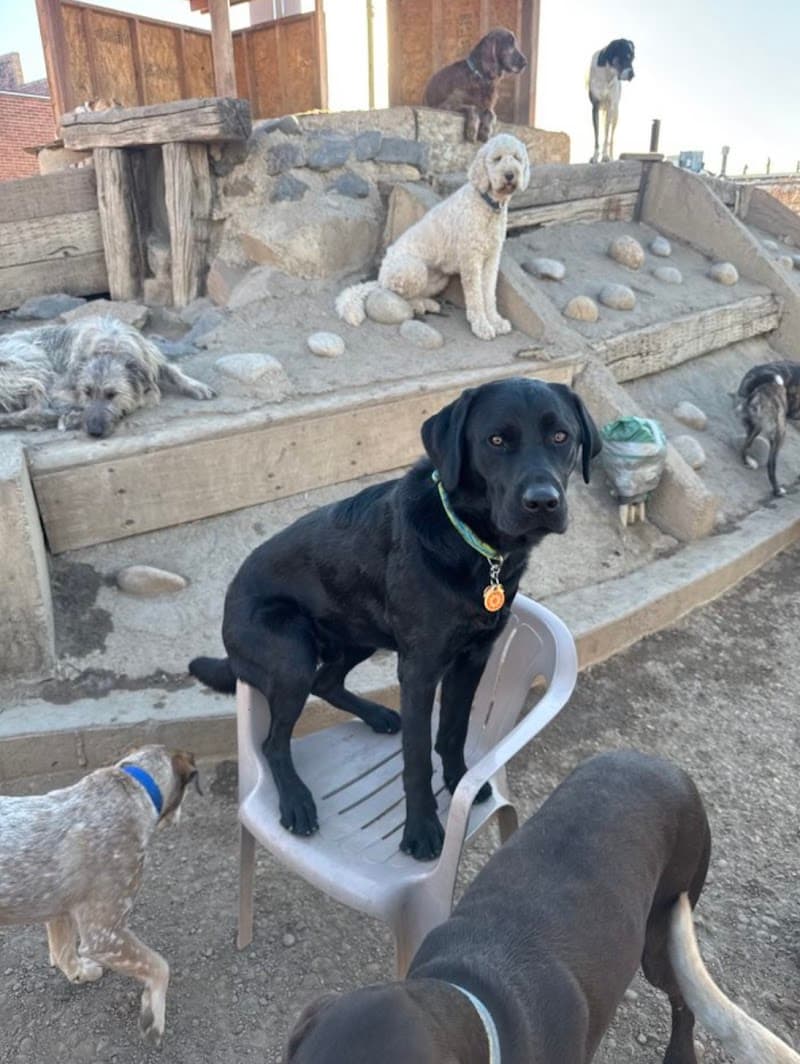 Earthdog Denver photo 4