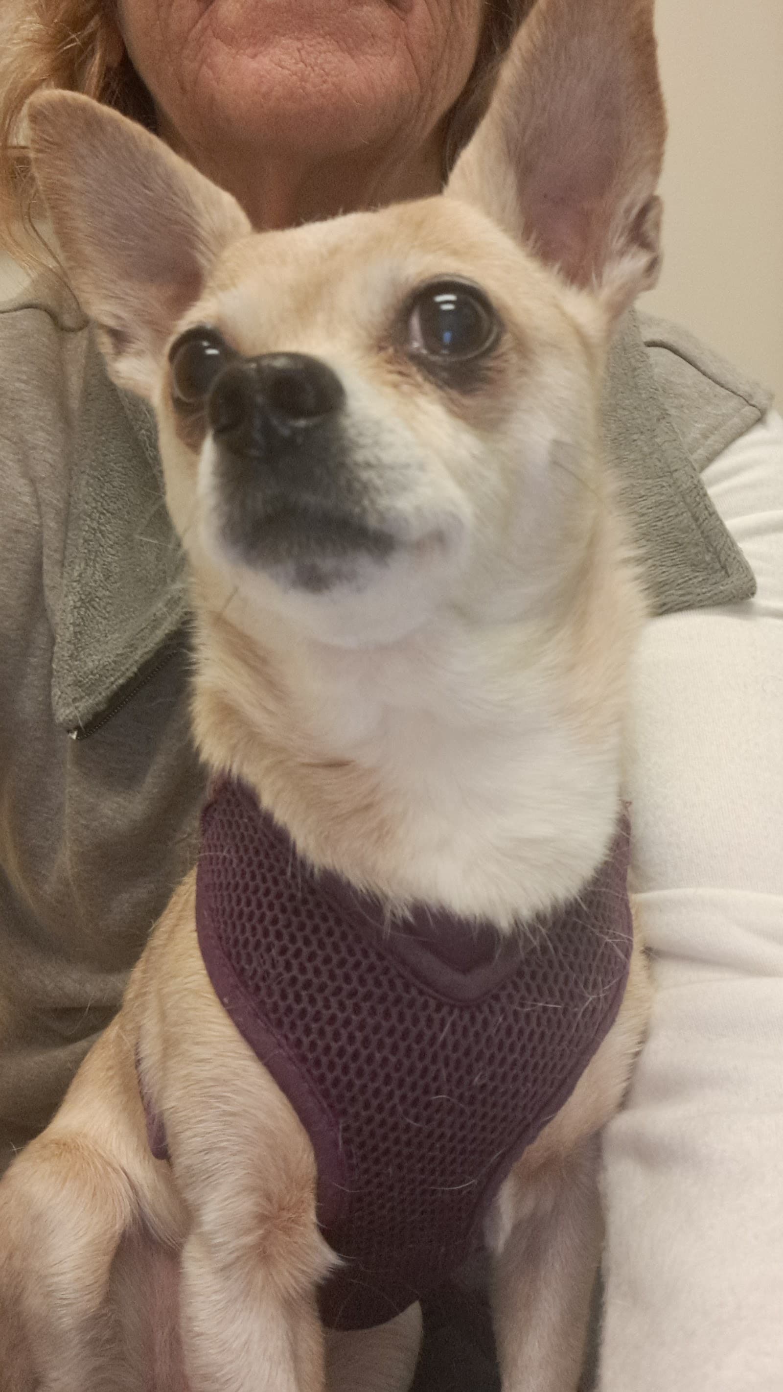 East Atlanta Animal Clinic