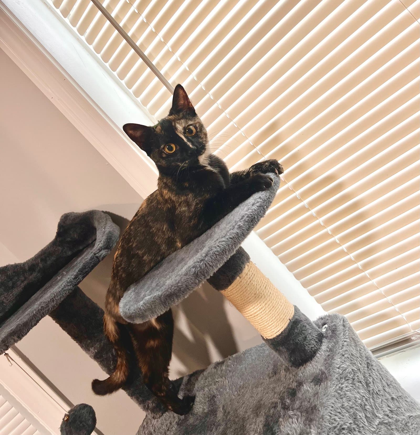 East Boston Animal Hospital