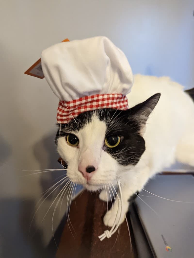 While You Were Out Pet Sitting Services, LLC photo 2