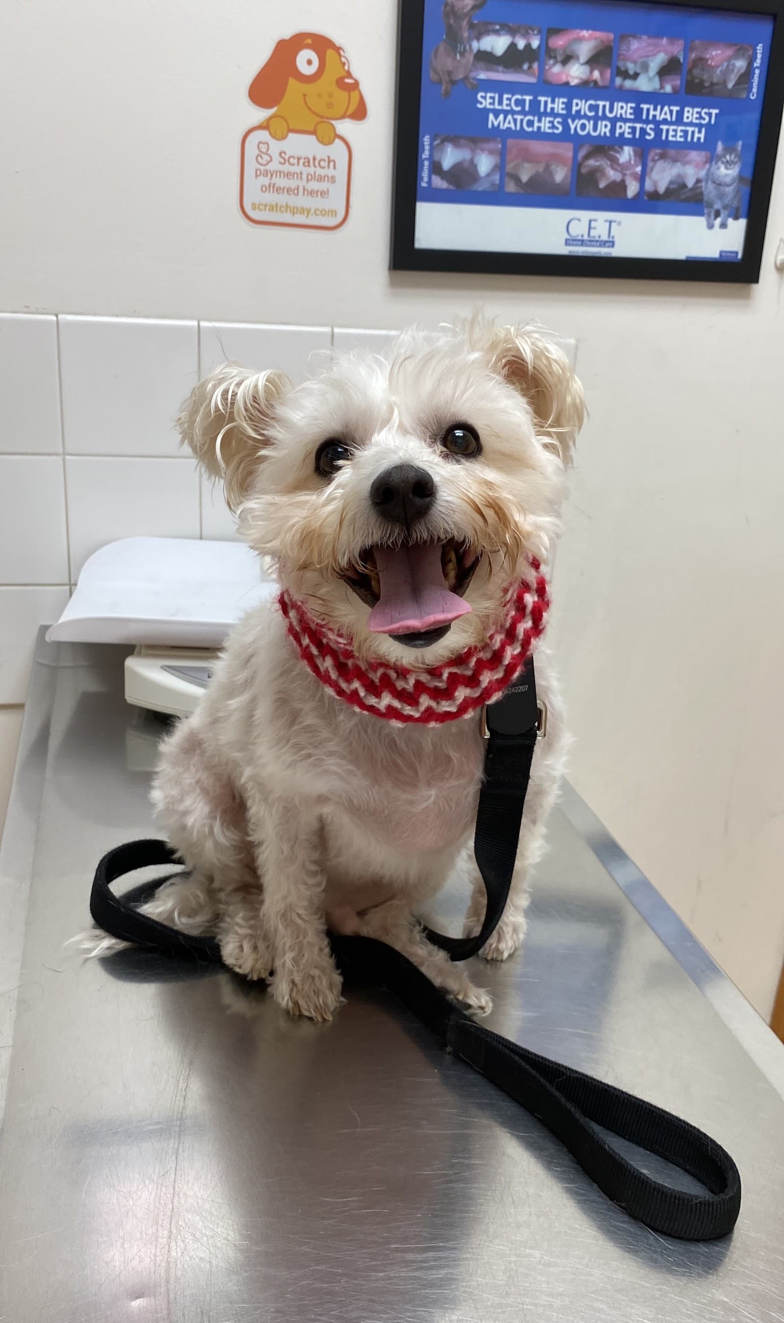 Echo Park Veterinary Hospital