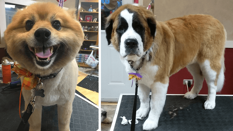 The Hairy Hound Inc.