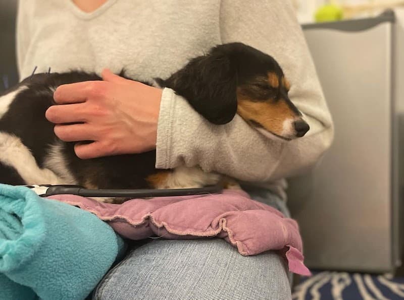 Elevate Animal Rehab photo 2