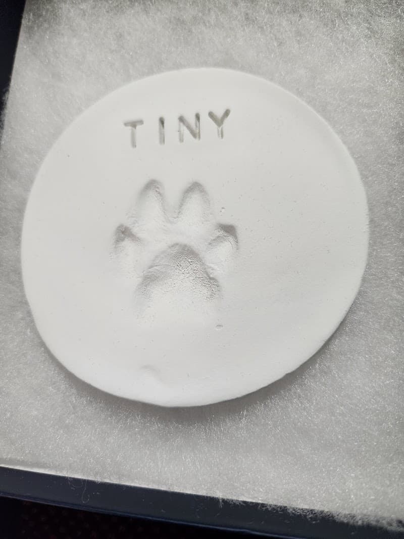 Emergency Animal Hospital: Saucedo Nicole DVM photo 2
