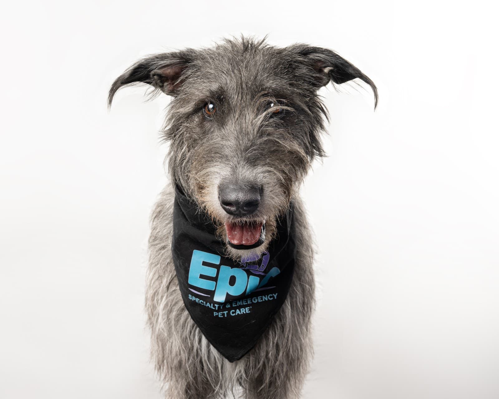 Epic Specialty & Emergency Pet Care