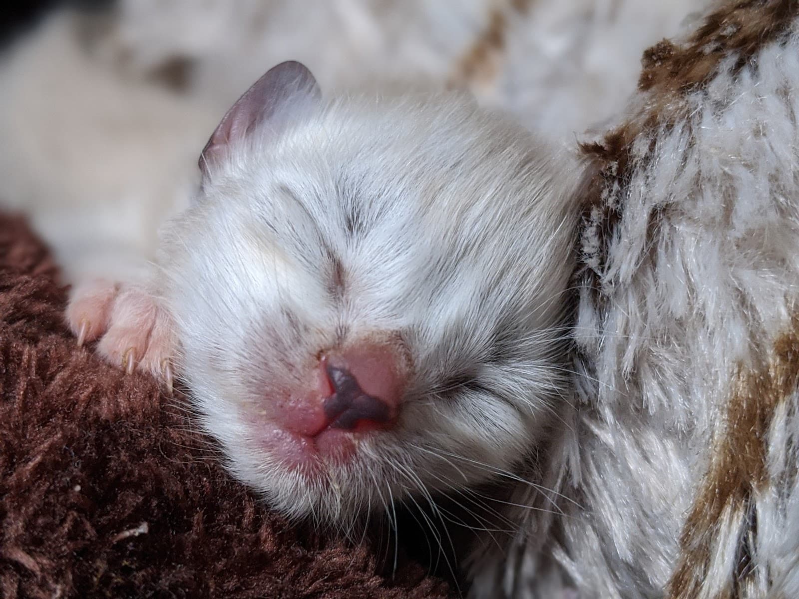 Esther Neonatal Kitten Alliance