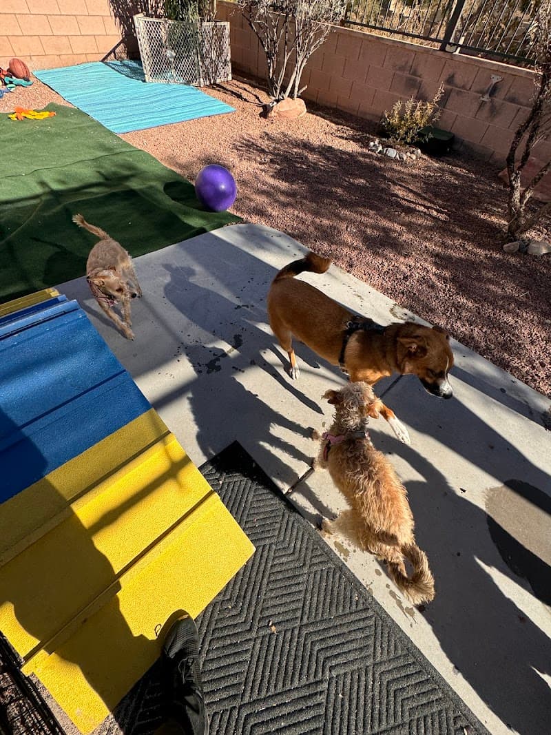 Evolution Dog Training