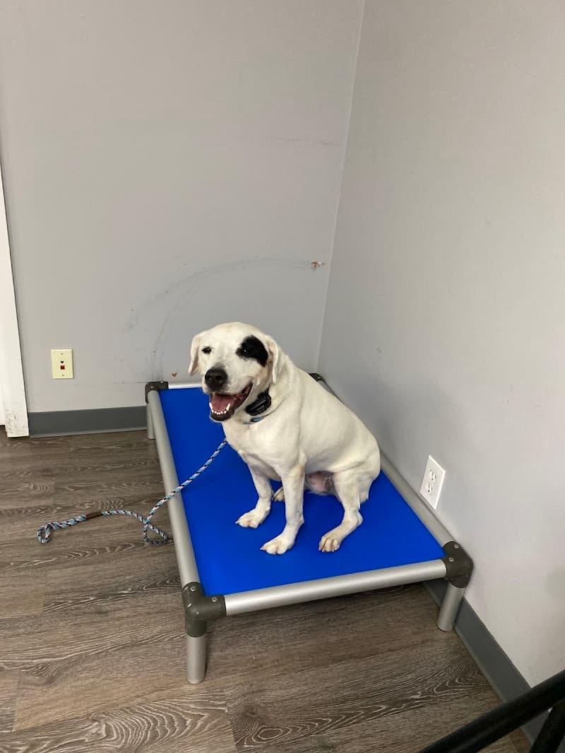 Rockstar Dog Training photo 2