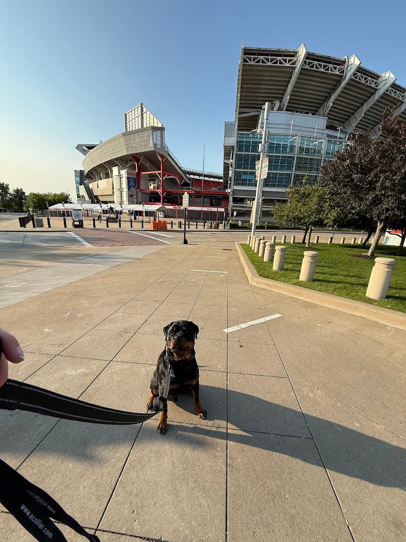 Rockstar Dog Training photo 3