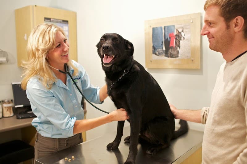 Your Pet's Wellness
