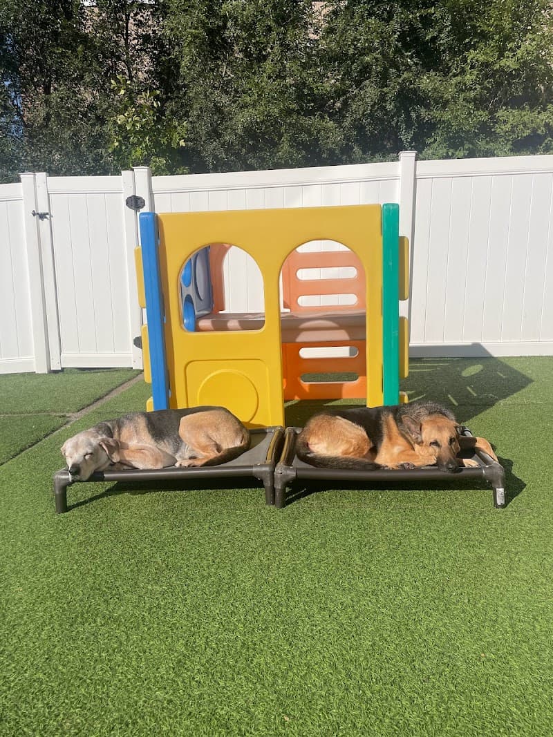 Wonder Dog Canine Club photo 2
