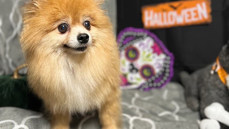 All Star Pet Grooming